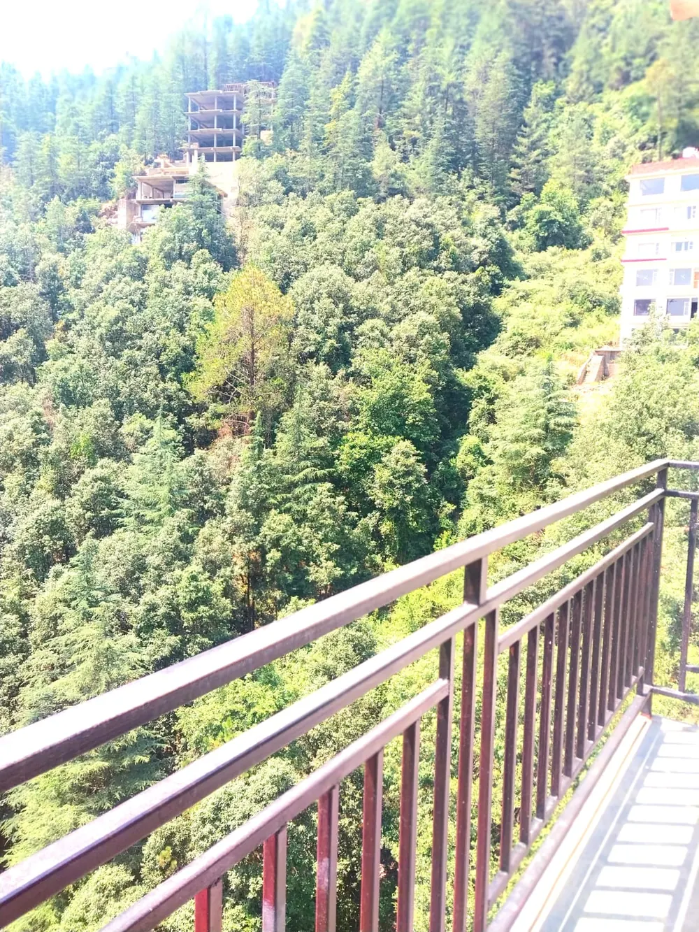 Deodar forest seen from a Sungrove balcony