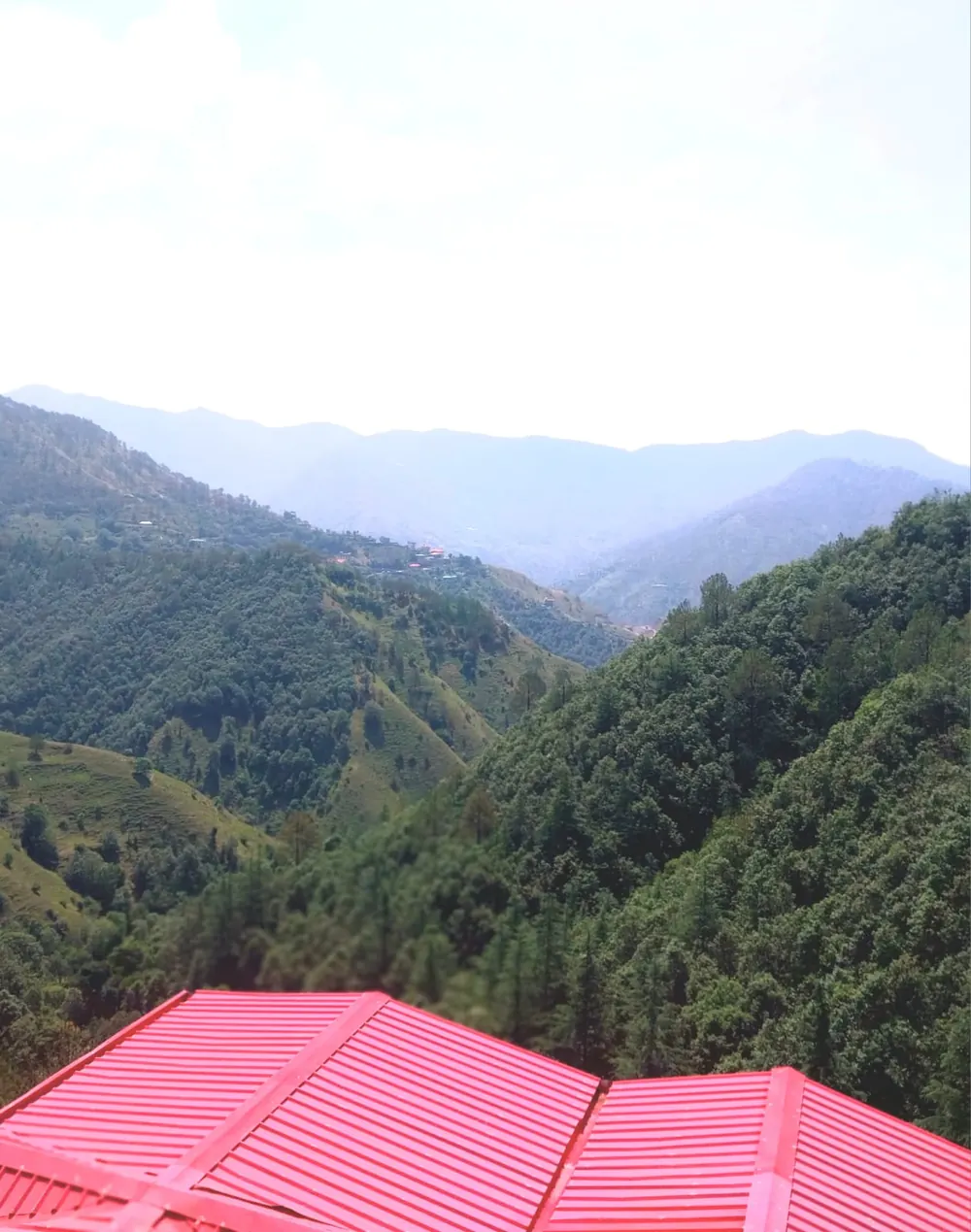 Forested valley seen over Sungrove red roofs